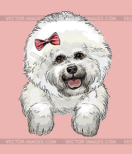 Bichon Frise hand drawing dog color - vector clipart