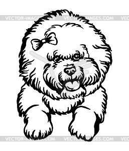 Bichon Frise dog black contour portrait - vector clip art
