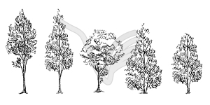 Hand drawing trees set - vector clip art
