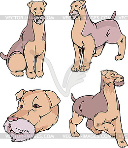 Airedale Terrier dogs - vector clipart