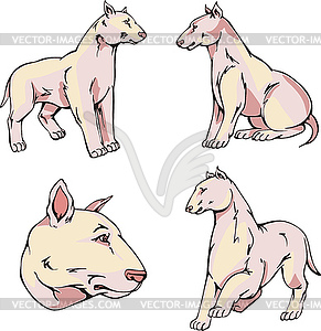 Bull Terrier dogs - vector clip art