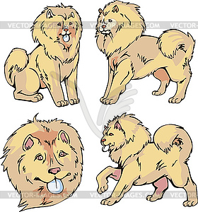 Chow-chow dogs - vector image