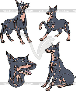 Doberman Pinscher dogs - vector EPS clipart