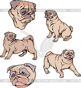 Pug dogs - vector image