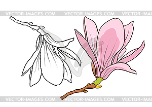 Blossom branch of pink magnolia - vector image