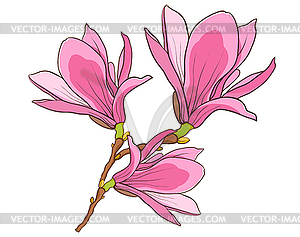 Blossom branch of pink magnolia - vector clipart