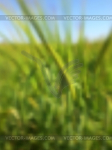 Blurred summer background with green rye - vector clipart