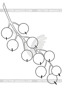 Outlines of bunch of currants - vector image