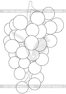 Outlines of bunch of grapes - vector image