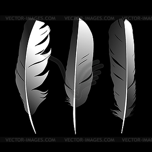 Feather - vector clip art