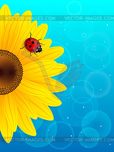 Sunflower and ladybird on blue background - vector clipart