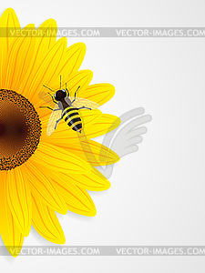 Sunflower and bee - vector image