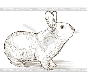 Rabbit drawing - vector clipart