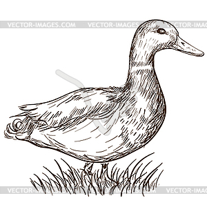 Duck - vector image