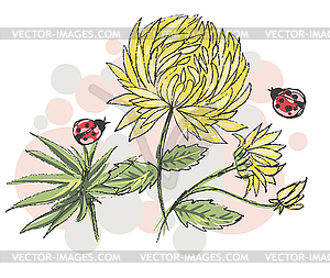 Sketch with yellow chrysanthemums and ladybirds - vector clipart