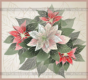 Christmas card. Poinsettia flower (christmas sta - vector clipart