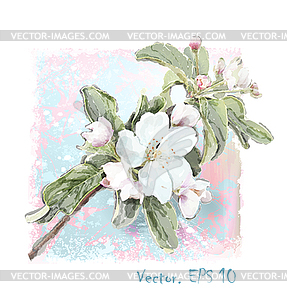 Apple flower blossoms in full bloom - vector clipart