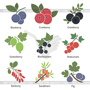 Fruits and berries - vector clipart