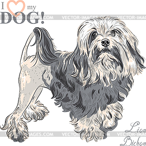 Dog breed Lowchen - vector clip art