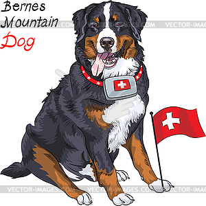 Собака породы Бернский зенненхунд улыбается - векторная графика