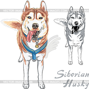 Dog Siberian Husky breed - vector clipart