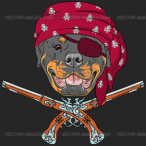 Dog Rottweiler Pirate with pistols - vector image