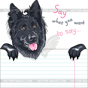 Dog Belgian Shepherd Dog, Groenendael breed - vector image