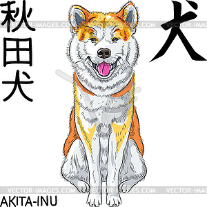 Sketch dog Akita Inu Japanese breed smiles - vector clipart