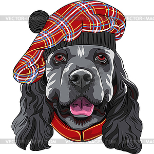 Dog American Cocker Spaniel in Scottish Tam - vector image