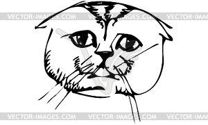 Sketch beautiful cat muzzle - vector clipart