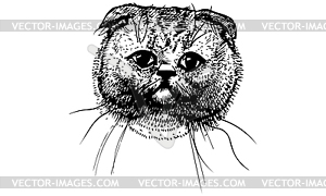 Sketch beautiful cat muzzle - royalty-free vector image