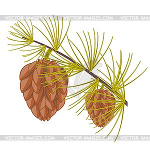 Branch of conifer - vector clipart