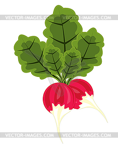 Vegetable radish - vector clip art