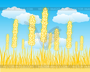 Поле с спелой пшеницы - векторизованное изображение