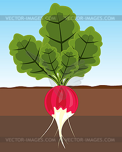 Овощной редис в земле - векторная иллюстрация