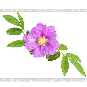 Wild rose .  - vector clip art