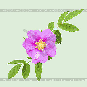 Wild rose on green background.  - vector clipart