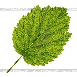 Autumn leaf .  - vector image