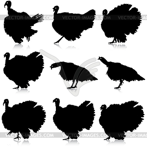 Silhouettes of turkeys.  - vector image