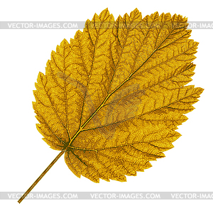 Autumn leaf .  - vector image