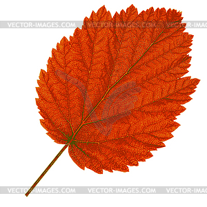 Autumn leaf .  - stock vector clipart