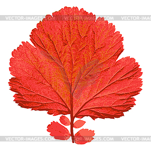 Осенний лист. - изображение в векторе / векторный клипарт