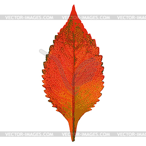 Autumn leaf . - stock vector clipart