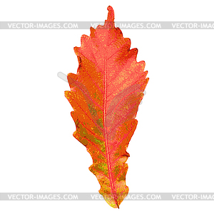 Autumn leaf .  - royalty-free vector image