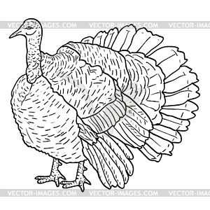 Sketch black turkey.  - vector image