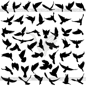 Concept of love or peace. Set silhouettes doves - vector image