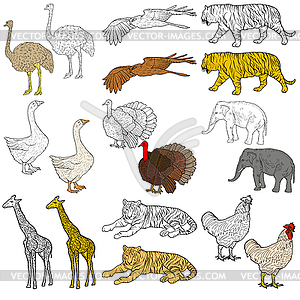 Sketch elephant, tiger, eagle, rooster, giraffe, - vector image