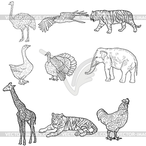 Sketch elephant, tiger, eagle, rooster, giraffe, - vector image