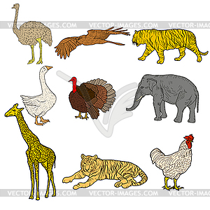 Sketch elephant, tiger, eagle, rooster, giraffe, - vector clip art