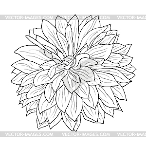 Beautiful monochrome sketch, black and white - vector clip art